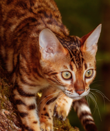 En bengalsk kat, der graciøst går på en træstamme, fristet af Essential ESSENTIAL kattegodbidder LYNX - små bløde kornfri fiskegodbidder.