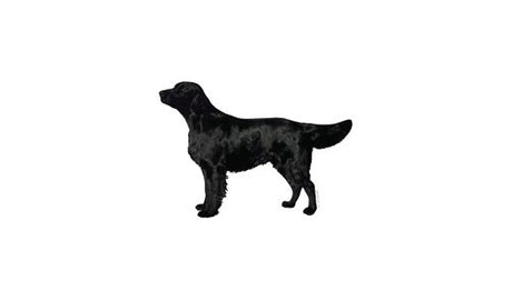 Dekaler - Dekal, Flat Coated Retriever - Hvor kæledyr ville handle - Foderboxen.dk