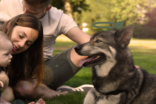En familie med en baby og en hund i en park, der bruger PoopyGo biologisk nedbrydelige Høm Høm hundeposer duftende med lavendel.