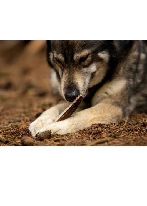 Halvt Kronhjortegevir til Hunde | Naturligt & Holdbart Tyggeben