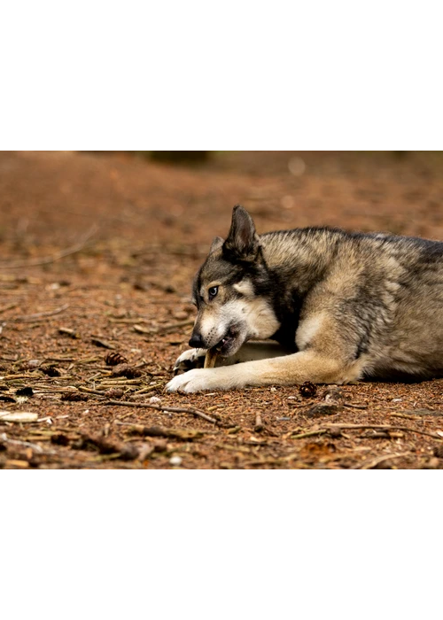 Hård Kronhjortegevir viking horn til hunde (Flere størrelser)