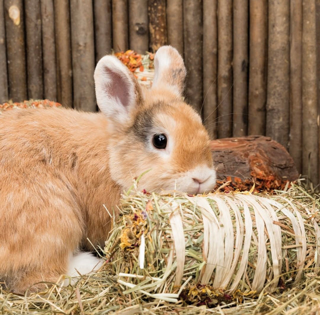 En kanin nyder en Natural Living Høballe med blomstermix i et bur.