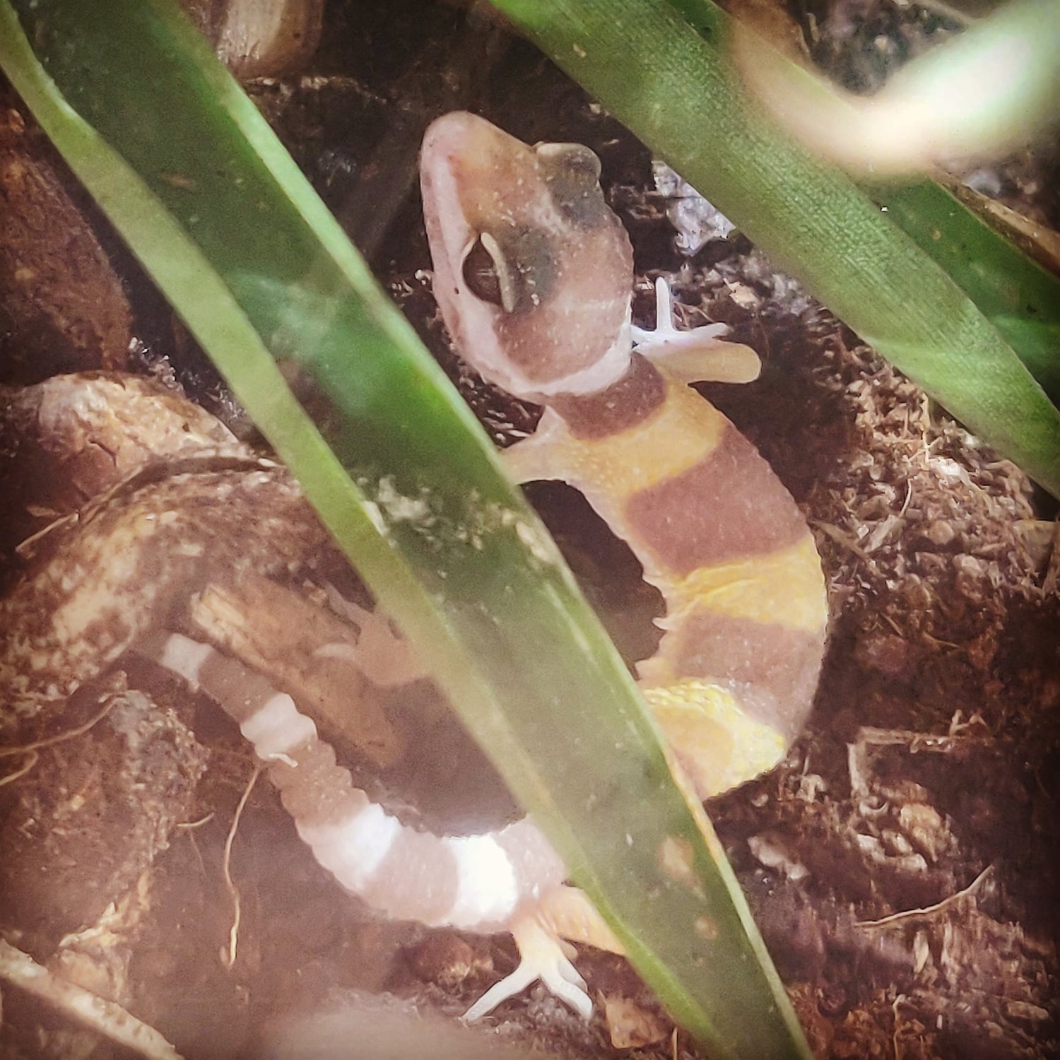 Nyt kæledyr, Leopard Gekko, Eublepharis/Macularius