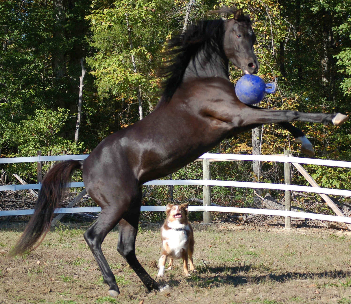 Jolly Ball med håndtag - holdbar fodbold til heste & hunde 20cm