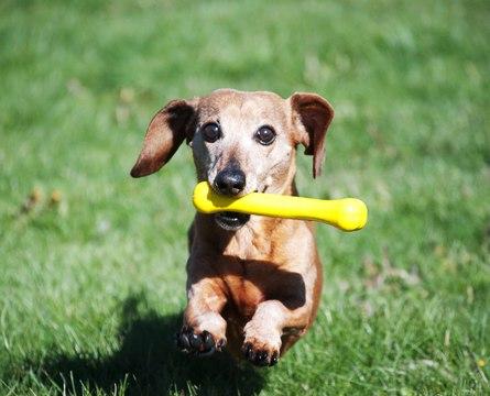 En gravhund løber med en Jolly Gummi Kødben - holdbar tyggelegetøj til hunde i munden.