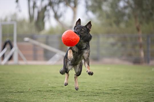 En sort hund fanger en rød frisbee i luften, mens han leger med en Jolly pets Jolly fodbold - holdbar fodbold til hunde.