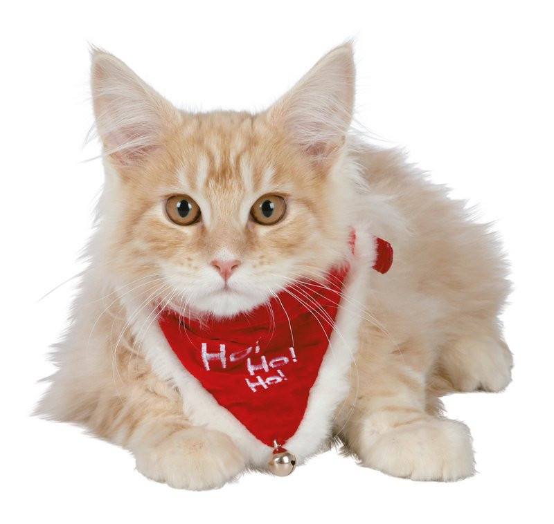 JUL - Julebandana Kat / hund - Hvor kæledyr ville handle - Foderboxen.dk