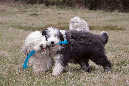 To hunde leger med en Kong Gummi Pind - Safestix - holdbar sikker kastepind til hunde legetøj på en mark.