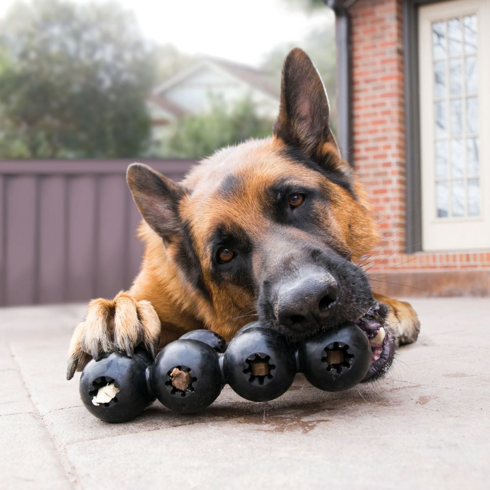 En hunden (tysk hyrde)hund, der tygger på et sort Kong Extreme Goodie Ribbon-legetøj.