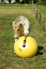 En Heste Bold 100 cm - Maximus Power Play Ball, fremstillet af Jolly Pets, bliver dristigt leget med af en heste.