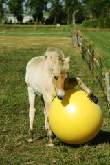 En lille hest, også kendt som en heste, interagerer med glæde med en gul bold kaldet Heste Bold 100 cm - Maximus Power Play Ball af Jolly Pets i et stort felt.