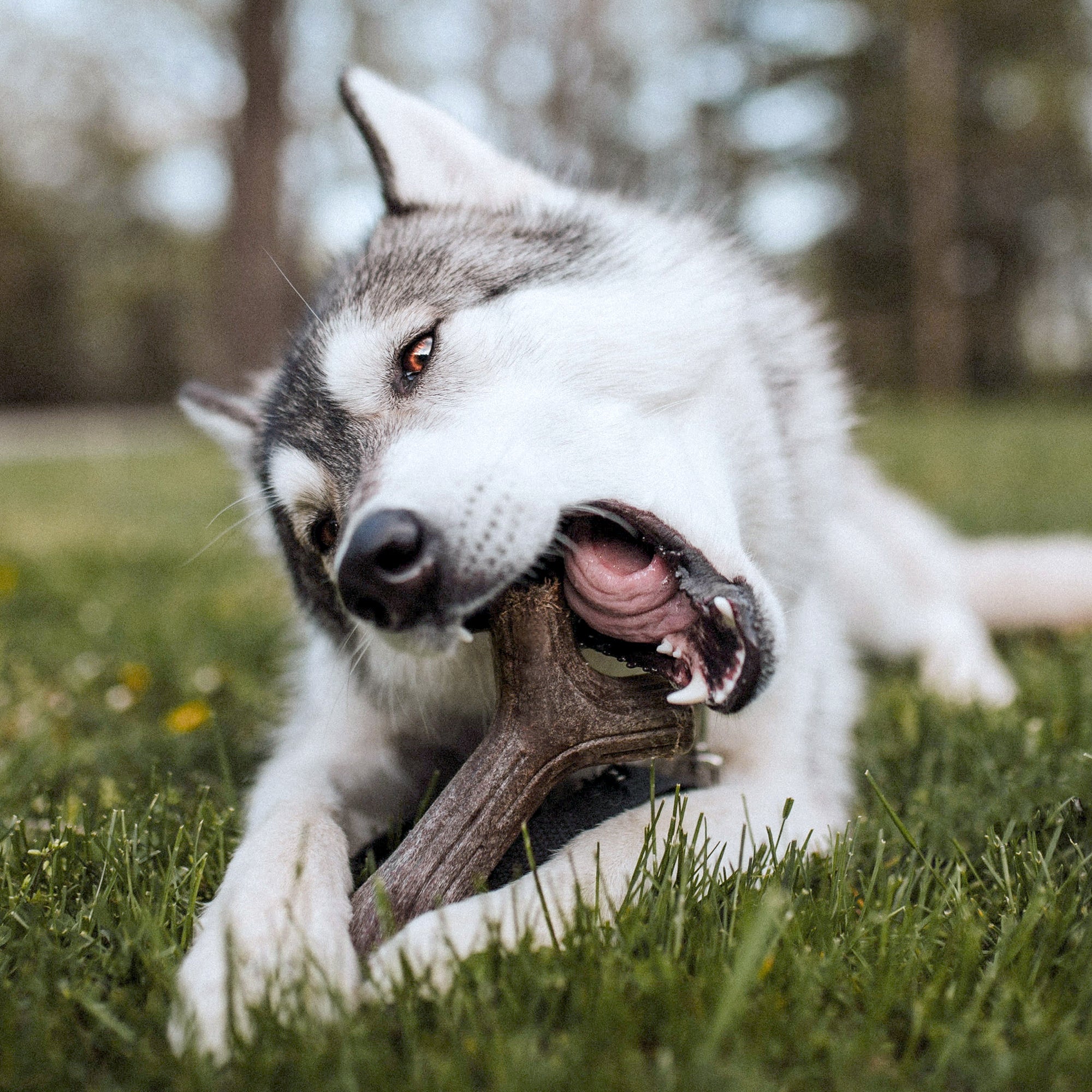 Tyggeben til hunde - Benebone Maplestick