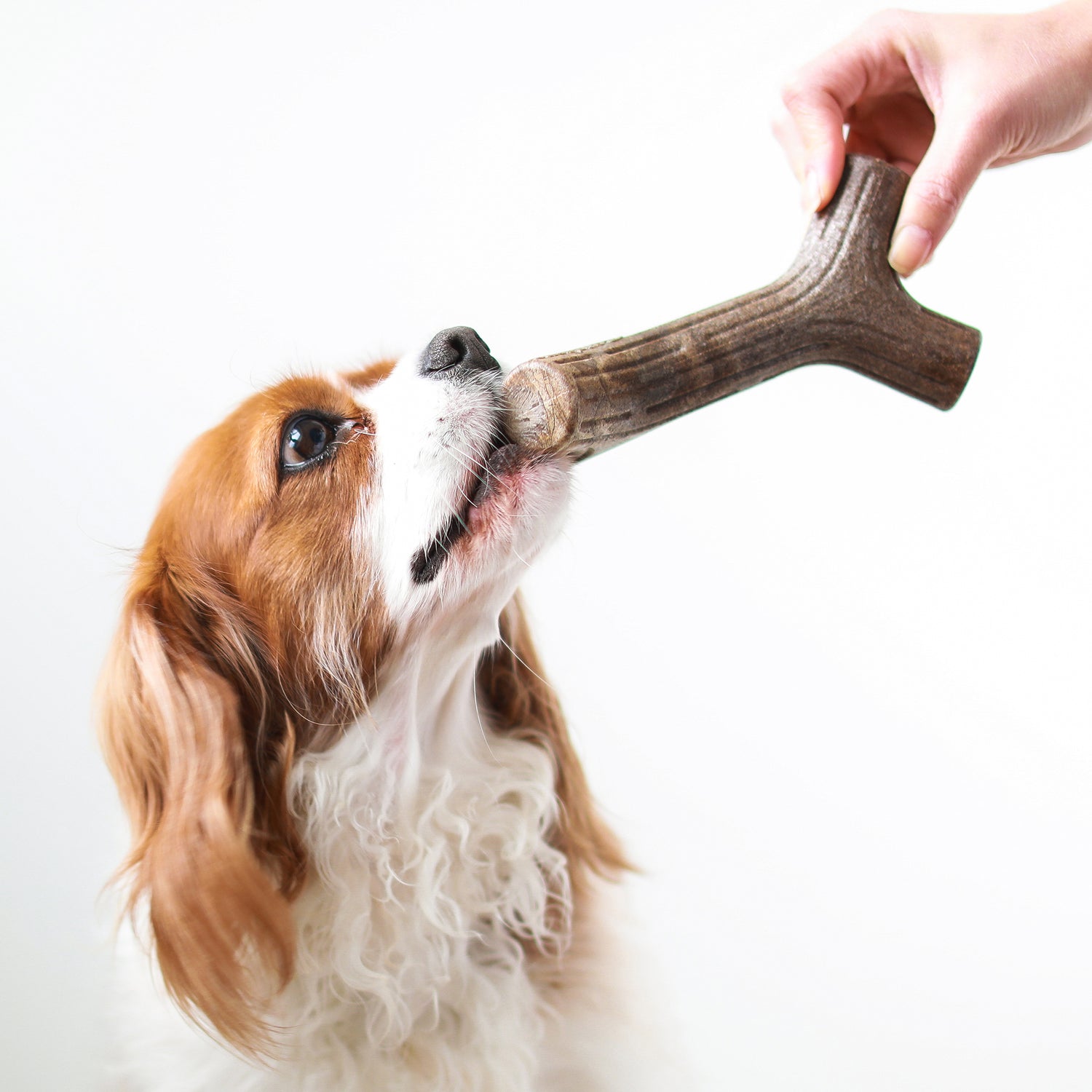 Tyggeben til hunde - Benebone Maplestick