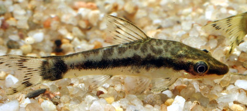 Sugemalle - Dværg sugemalle, otocinclus
