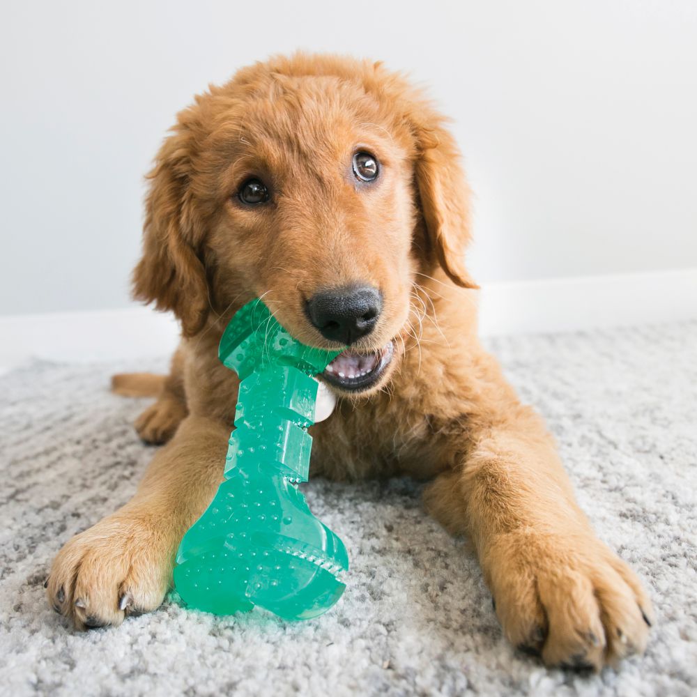 En golden retriever, der leger med en grøn Kong Squeezz Dental Stick, lavet af fleksibelt materiale.