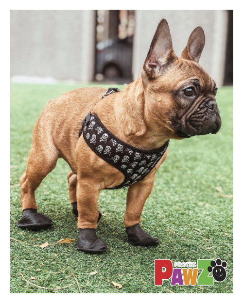 Hundesko fra Pawz, sort