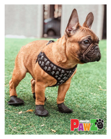 En lille fransk bulldog iført et par Pawz Hundesko Camo støvler lavet af 100% naturgummi.