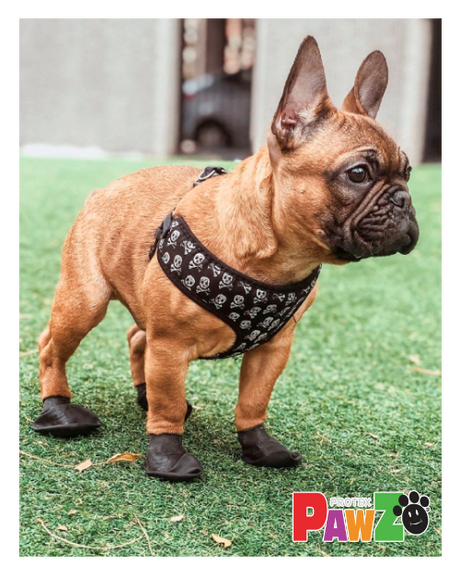 En lille fransk bulldog iført et par Pawz Hundesko Camo støvler lavet af 100% naturgummi.