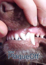 En person holder en hunds mund og udfører mundhygiejne ved hjælp af Plaque Off for at forhindre dårlig ånde og tandsten.
