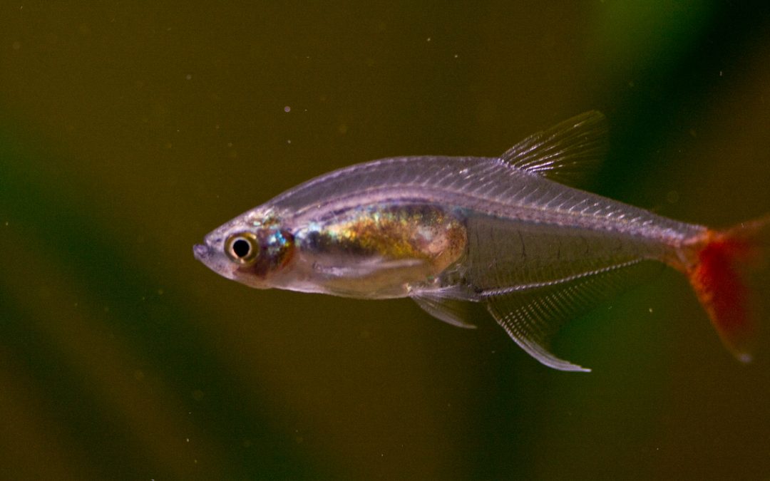 Tetra - Rødfinnet glastetra - Prionobrama filigran