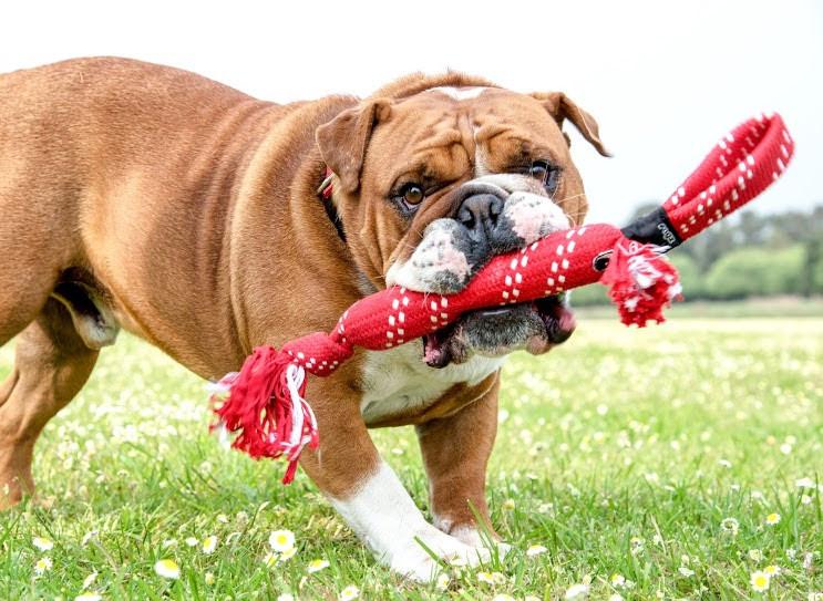 En bulldog med et rødt legetøj Rogz Stof Pind til hunde - kastepind til hunde i munden.
