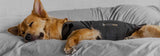 A dog wearing a Thundershirt til hunde kan berolige og afhjælpe angst liggende på en seng.