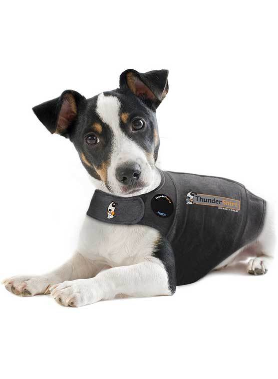 Spectacle omvendt mock Thundershirt til hunde kan berolige og afhjælpe angst – Os med kæledyr.dk