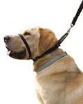 Hunde halsbånd - Hundehalsbånd "Canny Collar" - Hvor kæledyr ville handle - Foderboxen.dk