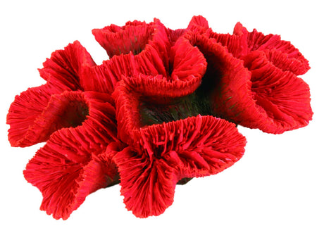 En rød Eldorado Rosekoral, 16 cm blomst på hvid baggrund.