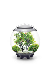 En biOrb designer akvarium med biOrb planter og sten som skulpturer.