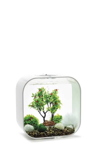 En biOrb designer akvarium med et træ i.