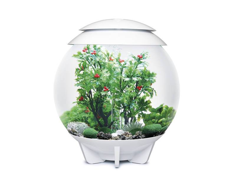 Et biOrb designer akvarium med planter i.