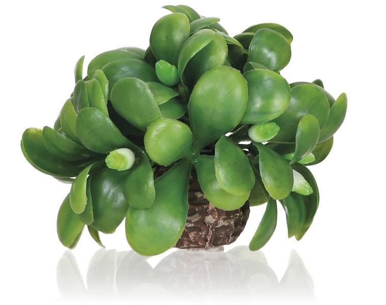 En biOrb mistelten kugle, meget dekorativ akvarieplante, jul i en plantekasse på en hvid overflade.