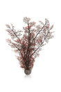 biOrb's Biorb akvarieplante Sea Fan brun / Large in a planter on a white background.