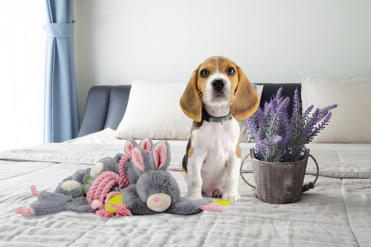 En Bunny Puppy beaglehund sitter på en seng bredvid en Bamse til hunden, sød kanin med reb arm leksak.
