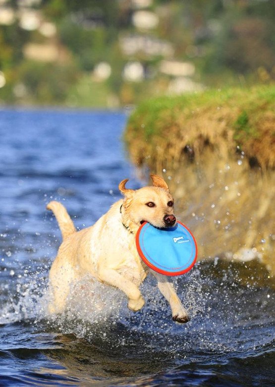 Hundelegetøj - Chuckit Paraflight (frisbee) - Hvor kæledyr ville handle - Foderboxen.dk
