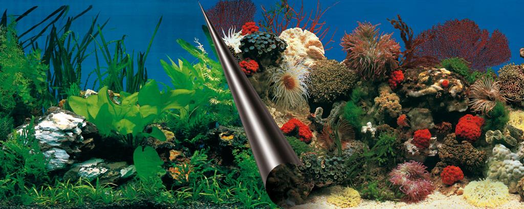 Et billede af en EBI Akvarie baggrund 60x30cm, 2 sider. Sten Eller Koral, med ferskvandsmiljø med koraller og planter.