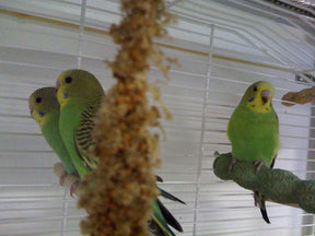 Nyt kæledyr - Nyt kæledyr, undulater - Hvor kæledyr ville handle - Foderboxen.dk