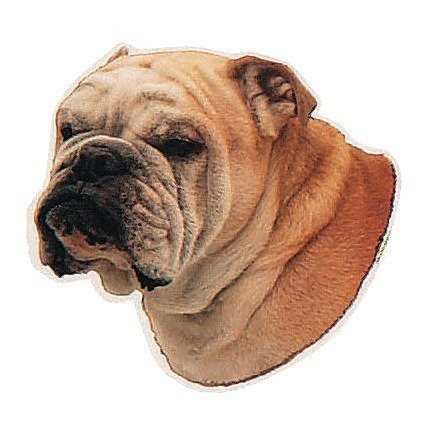 Dekal Engelsk Bulldog