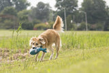 En hund, der leger med en Kong Cuteseas Whale-frisbee på en græsmark.