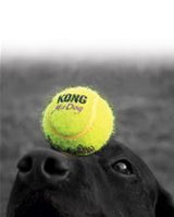 Kong AirDog Squeaker - TennisBold med piv fra Kong er kong kong skånsomme overfor hundens tænder og tandkød.