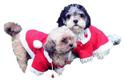 Beskrivelse: To hunde iført HorseGuard juledækken, julemandskostume i fleece.