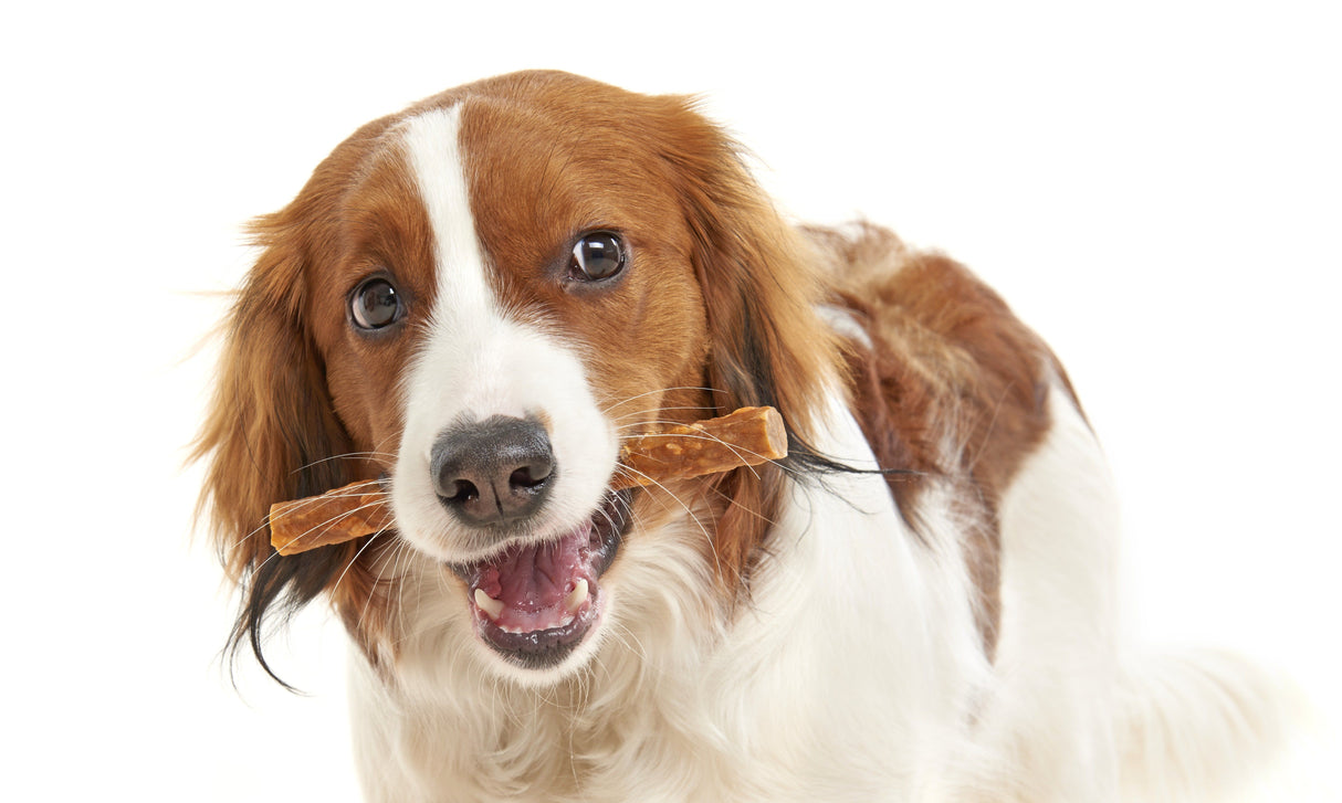 En brun og hvid hund med en pind i munden, der nyder Whimzees Veggie Pølse - Vegetar Pølser til hunde, der reducerer dannelsen af plak og tandsten.