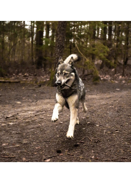 Hele viking horn til hunde (Flere størrelser)