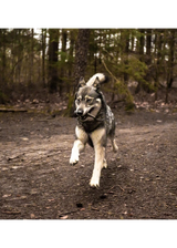 Hele viking horn til hunde (Flere størrelser)