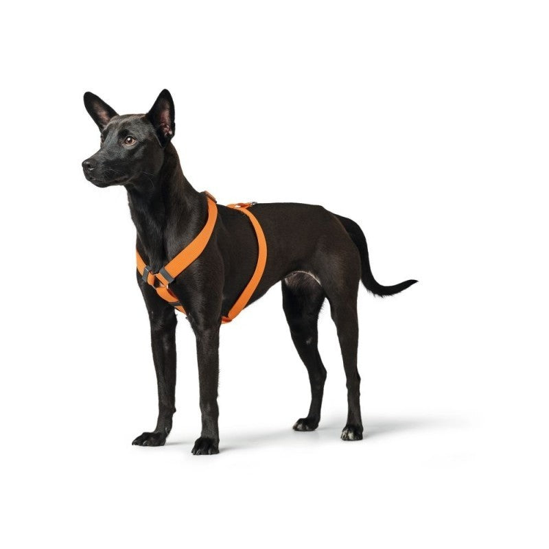 En sort hund iført en orange Hundesele fra Hunter-sele fra London-serien. Selen er lavet af polyestermateriale og er perfekt til hundeejere, der søger efter SEO søgeord som "H