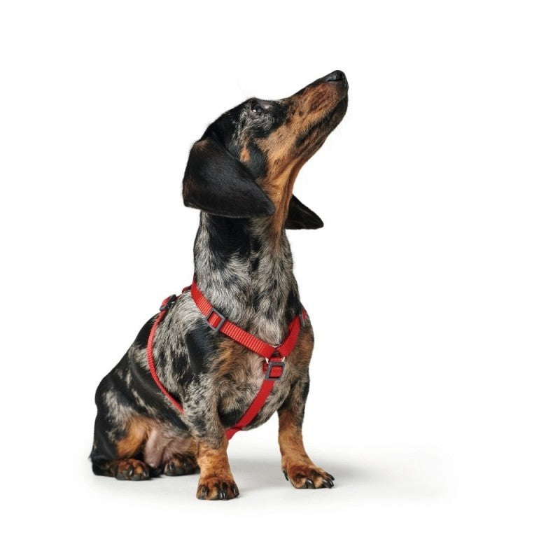 En gravhund iført en rød Hundesele fra Hunter-sele lavet af polyestermateriale.