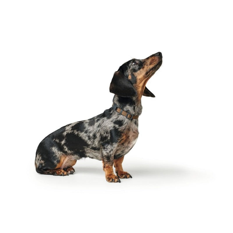 En jægergravhund stirrer op mod himlen i Hundehalsbånd fra Hunter, London, god til hvalpe - brun.