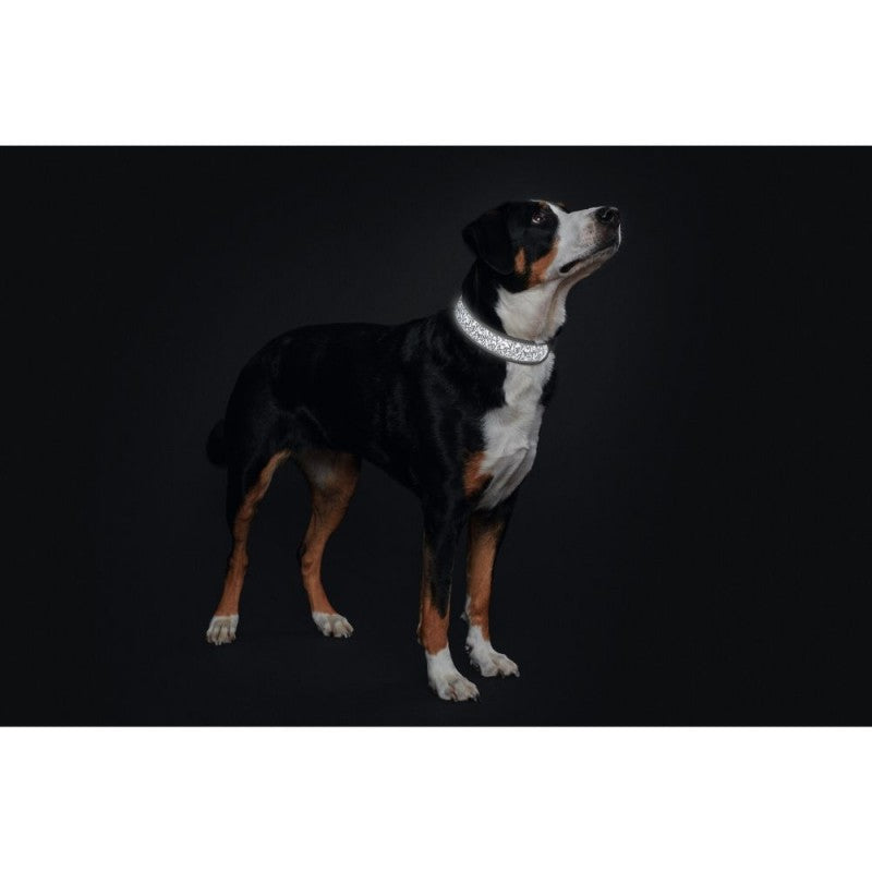 En sort/hvid hund iført Hundehalsbånd fra Hunter, Divo Reflect, sort/grå (hundehalsbånd fra Hunter, Divo Reflect, sort/grå) stående på sort baggrund.