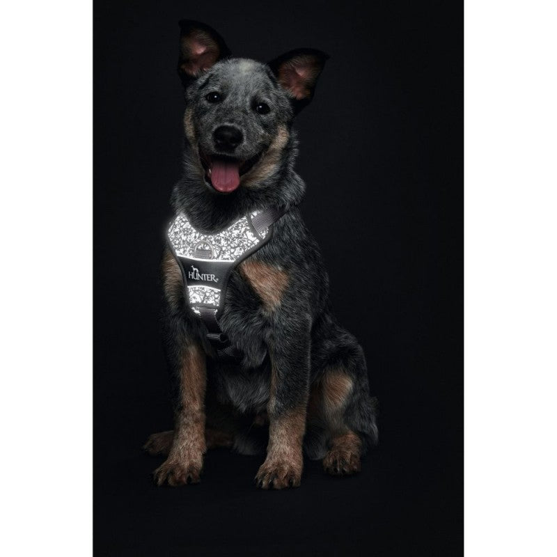 En Hunter Hundesele med refleks fra Hunter, Divo Reflect - Rød/Grå iført reflekssele på sort baggrund.